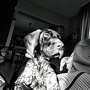 Asco participe au concours pour gagner de l'argent avec cette photo : dog, indoor, black_and_white, spotted, puppy, couch, hand, collar, ears, relaxed, furniture, plant, window, natural_light, portrait, texture, home, living_room, animal, pet