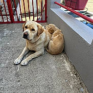 Aïka participe au concours pour gagner de l'argent avec cette photo : adorable, animal, backyard, canine, companion, concrete, cute, dog, fence, flower_pot, friendship, gate, golden_retriever, outdoor, pet, puppy, railing, relaxing, resting, sunlight