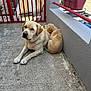 adorable, animal, backyard, canine, companion, concrete, cute, dog, fence, flower_pot, friendship, gate, golden_retriever, outdoor, pet, puppy, railing, relaxing, resting, sunlight