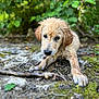 Aïka participe au concours pour gagner de l'argent avec cette photo : adorable, animal, canine, closeup, curious, dog, forest, fur, greenery, ground, muddy, nature, outdoor, pet, playful, puppy, scruffy, stick, wet, young