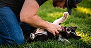 Cash Heppard joined the competition — help win amazing prizes! animal, black_and_white_dog, cap, casual_clothing, daylight, dog, friendship, fun, grass, grass_field, happy, interaction, kneeling, leash, man, nature, outdoor, pet, playful, smile