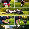 Cash Heppard joined the competition — help win amazing prizes! puppy, dog, black_and_white, grass, toy, playful, man, cap, outdoor, sunset, greenery, leash, rolling, running, happy, pet, interaction, collage, nature, joy