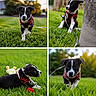 puppy, dog, grass, outdoor, red_harness, leash, toy, black_and_white, cute, playful, pet, nature, greenery, sunlight, collage, animal, young_dog, garden, canine, fun