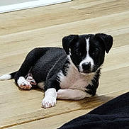 Cash Heppard is registered to the contest to win money with this photo: puppy, dog, black_and_white, floor, wooden_floor, pet, animal, young_dog, cute, lying_down, indoors, paw, fur, ears, face, looking_at_camera, domestic_animal, small_dog, adorable, companion