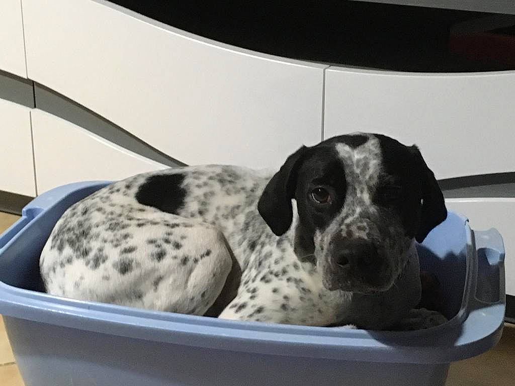 Olly participe au concours pour gagner de l'argent avec cette photo : braque_dauvergne, braque_du_bourbonnais, braque_francais, canidae, carnivore, dog, dog_breed, german_shorthaired_pointer, mammal, old_danish_pointer, pointer, pointing_breed, sporting_group