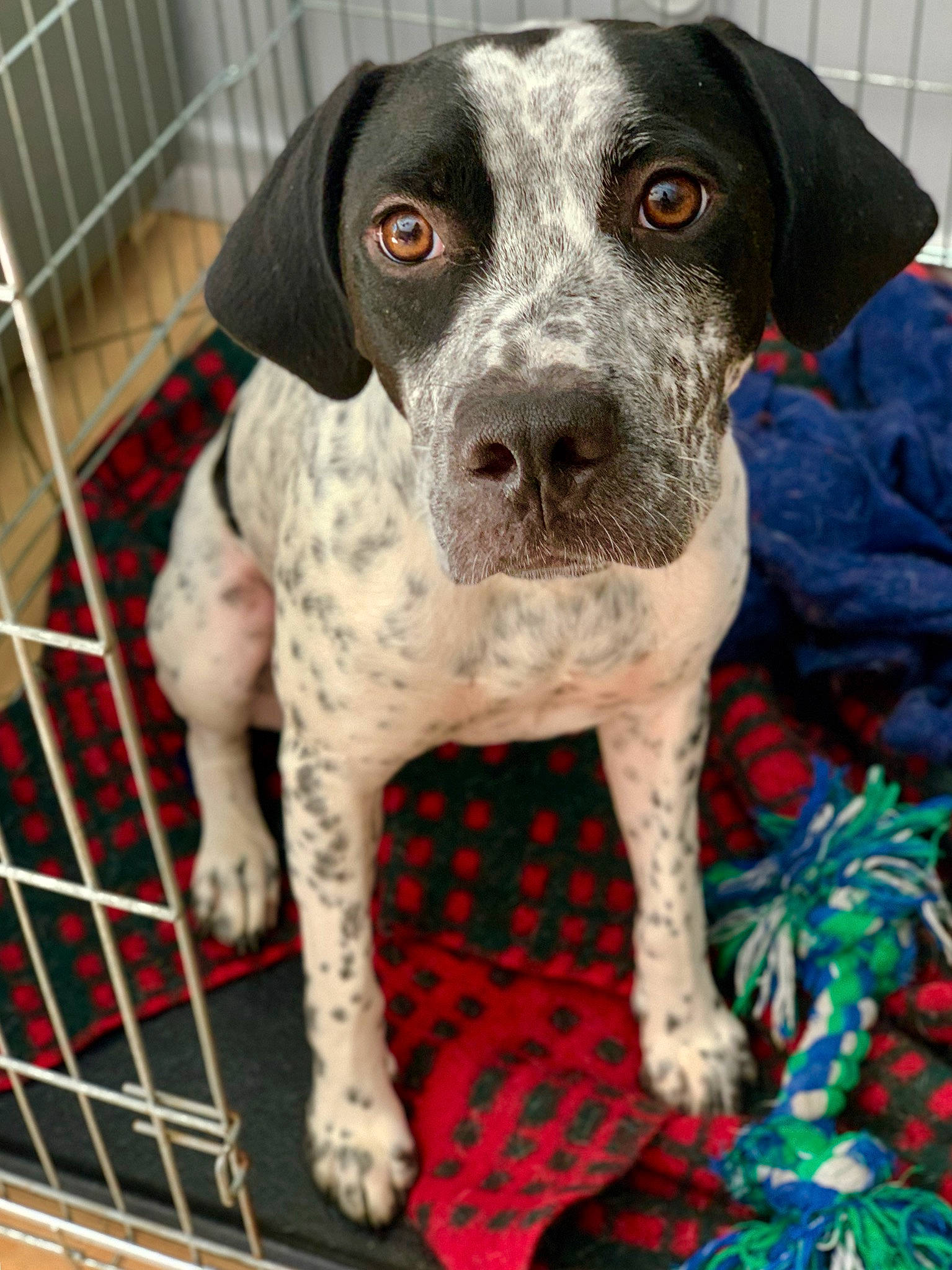 Olly a rejoint le concours — aidez-le/la à gagner de superbes lots ! braque_dauvergne, braque_du_bourbonnais, braque_francais, canidae, carnivore, dog, dog_breed, german_shorthaired_pointer, hunting_dog, louisiana_catahoula_leopard_dog, mammal, non_sporting_group, old_danish_pointer, pointer, pointing_breed, puppy, rare_breed_dog, snout, sporting_group, vertebrate