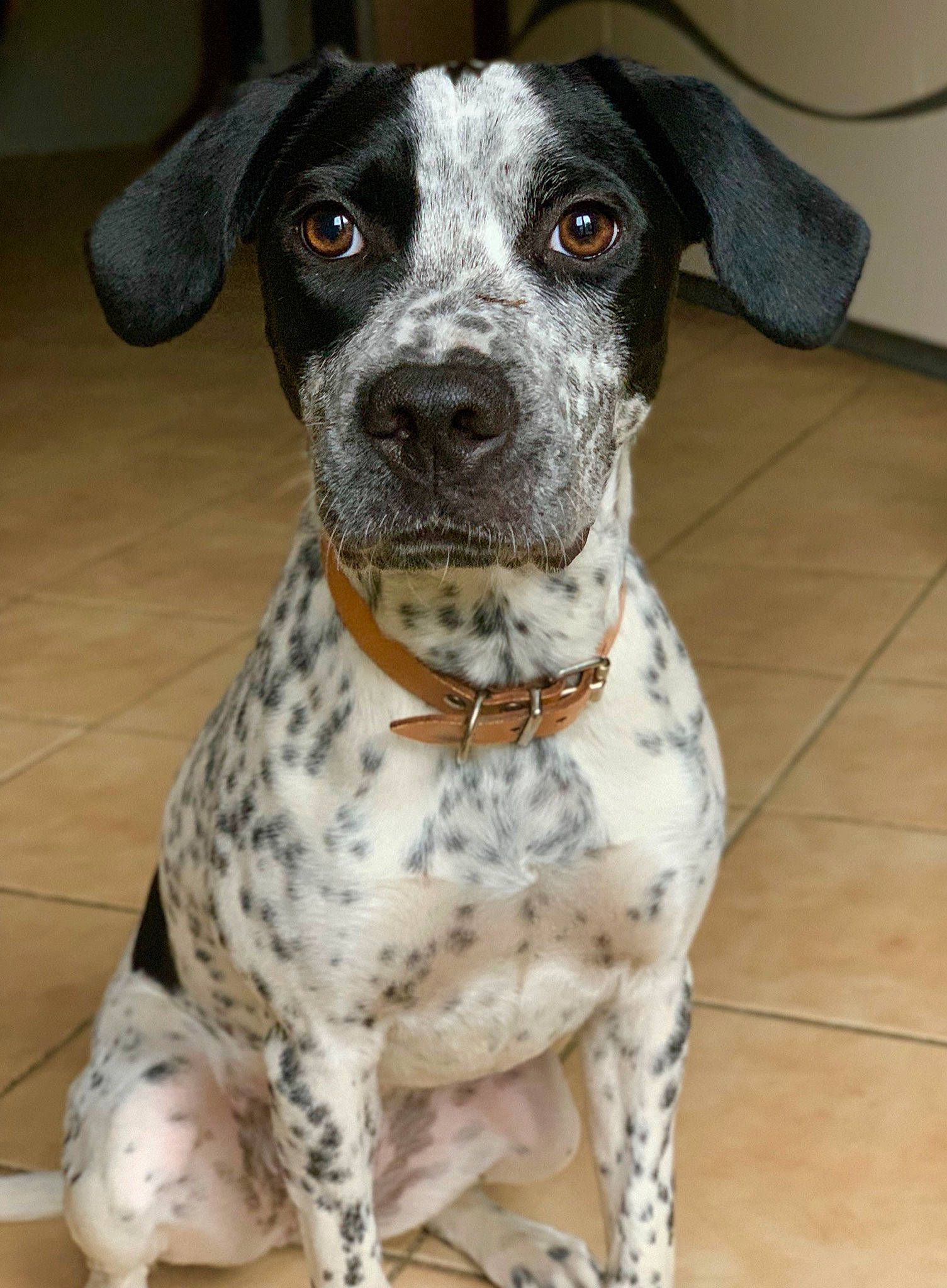 Olly participe au concours pour gagner de l'argent avec cette photo : braque_dauvergne, braque_du_bourbonnais, braque_francais, canidae, carnivore, catahoula_bulldog, dog, dog_breed, german_shorthaired_pointer, louisiana_catahoula_leopard_dog, mammal, non_sporting_group, old_danish_pointer, pointer, pointing_breed, rare_breed_dog, snout, sporting_group, vertebrate, whiskers