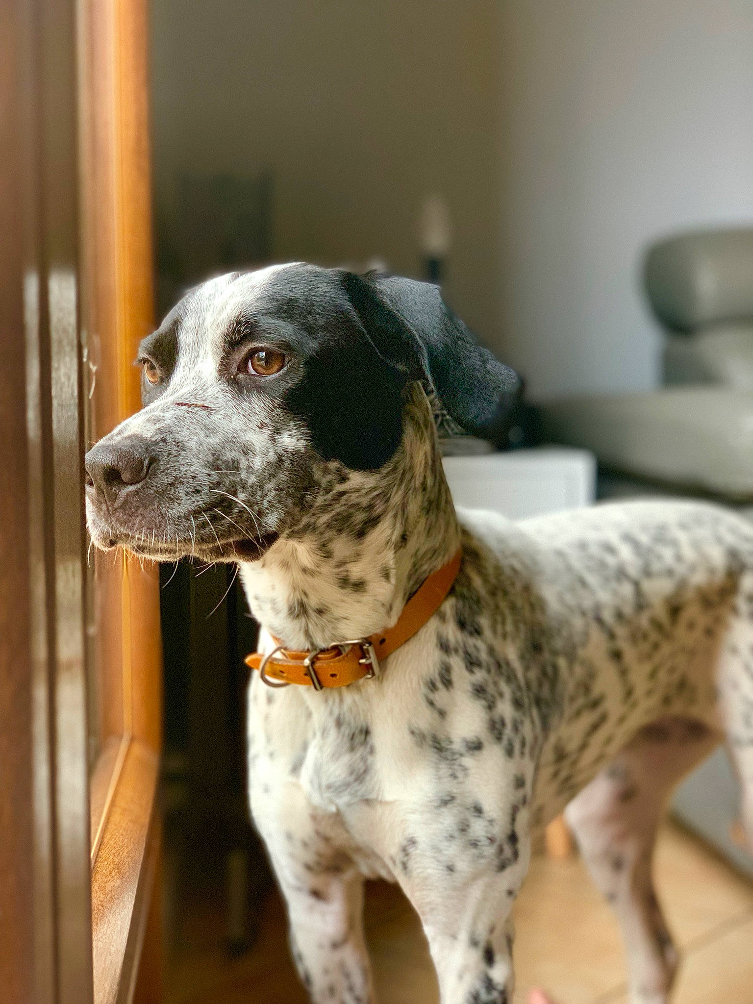 Olly participe au concours pour gagner de l'argent avec cette photo : braque_dauvergne, braque_du_bourbonnais, braque_francais, canidae, carnivore, dog, dog_breed, english_setter, german_shorthaired_pointer, hunting_dog, louisiana_catahoula_leopard_dog, mammal, old_danish_pointer, pointer, pointing_breed, rare_breed_dog, snout, sporting_group, vertebrate