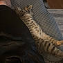 kitten, cat, sleeping, couch, gray, striped, furniture, relaxation, nap, person, leg, black_clothing, indoor, home, cozy, resting, tabby, fur, paw, soft
