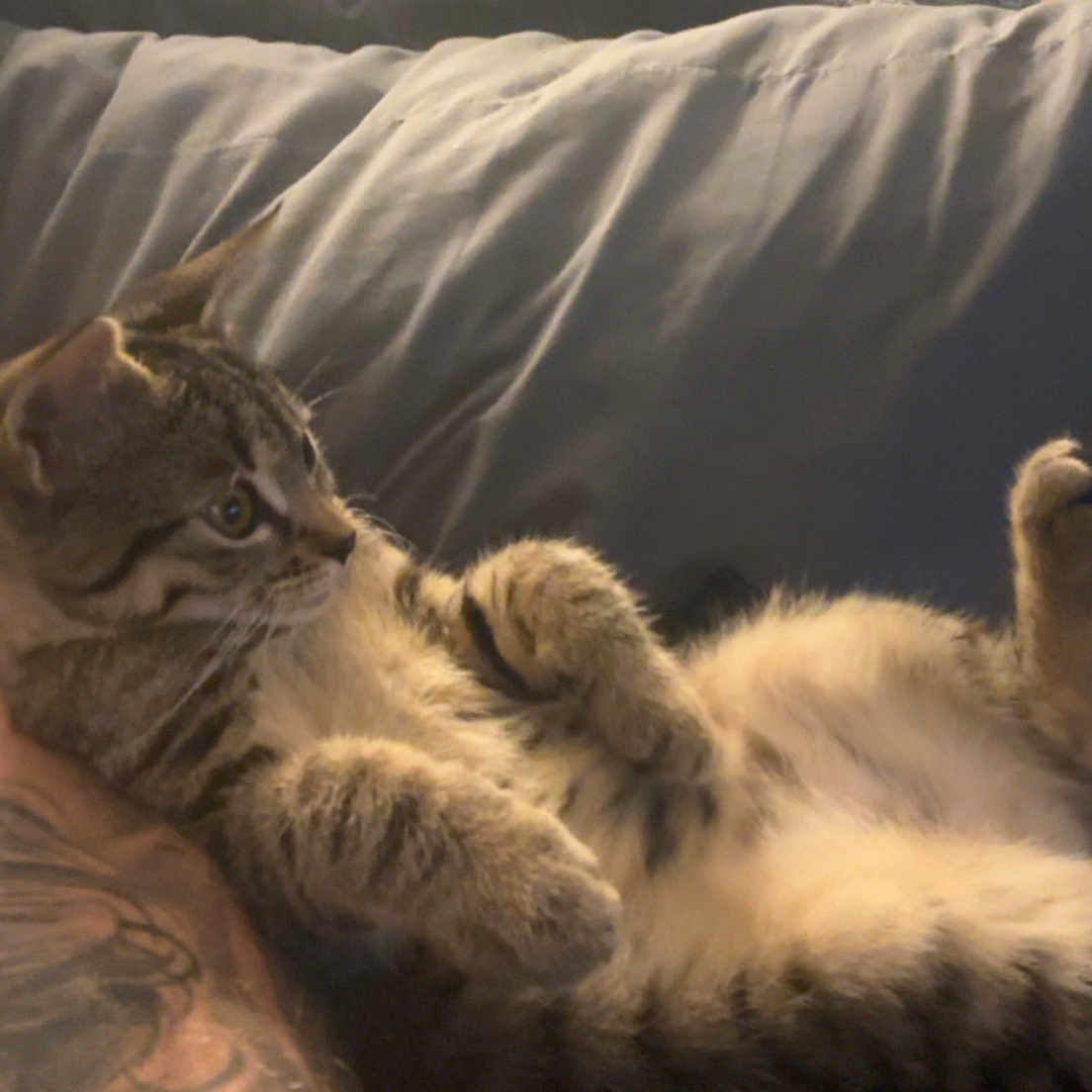 Zahra is registered to the contest to win money with this photo: animal, cat, comfort, couch, cozy, domestic, feline, fur, home, indoor, paw, pet, pillow, relaxed, resting, side_view, soft_light, tabby, tattoo, whiskers