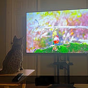 Zahra is registered to the contest to win money with this photo: cat, television, bird, table, remote_control, indoor, curious, wooden, floor, door, wall, animal, pet, screen, colorful, sitting, watching, living_room, technology, furniture