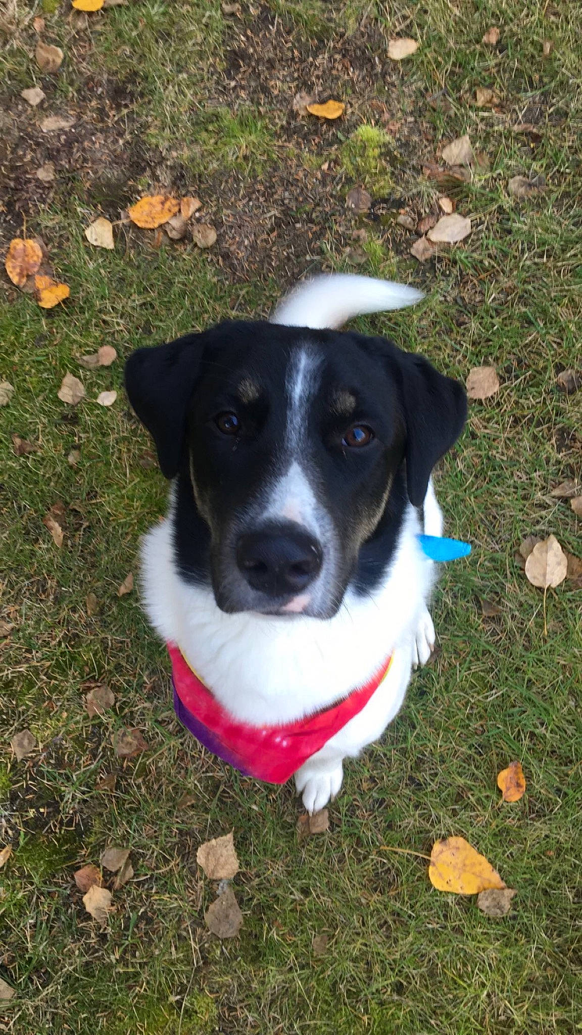 Kaisis is registered to the contest to win money with this photo: beagador, borador, border_collie, canidae, carnivore, danish_swedish_farmdog, dog, dog_breed, eurohound, feist, hunting_dog, mammal, mcnab, puppy, rare_breed_dog, smooth_fox_terrier, snout, sporting_group, stabyhoun, vertebrate