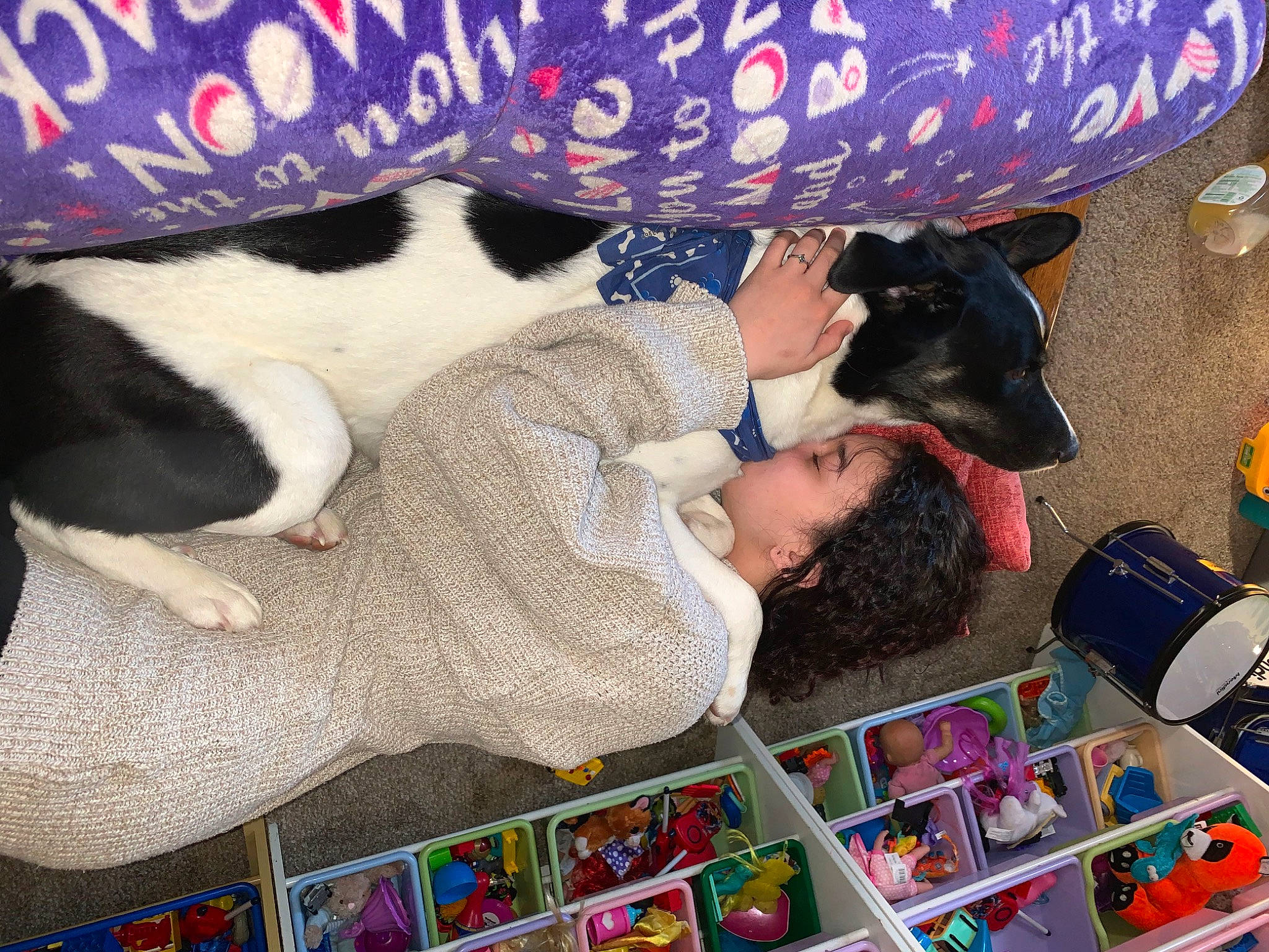 Kaisis joined the competition — help win amazing prizes! boston_terrier, canidae, carnivore, companion_dog, danish_swedish_farmdog, dog, dog_breed, nap, play, puppy, puppy_love, rat_terrier, toy_fox_terrier