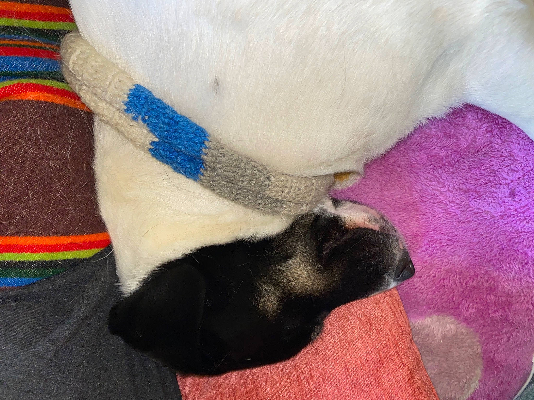 Kaisis joined the competition — help win amazing prizes! canidae, carnivore, dog, dog_breed, fawn, pug, puppy, sporting_group, tail