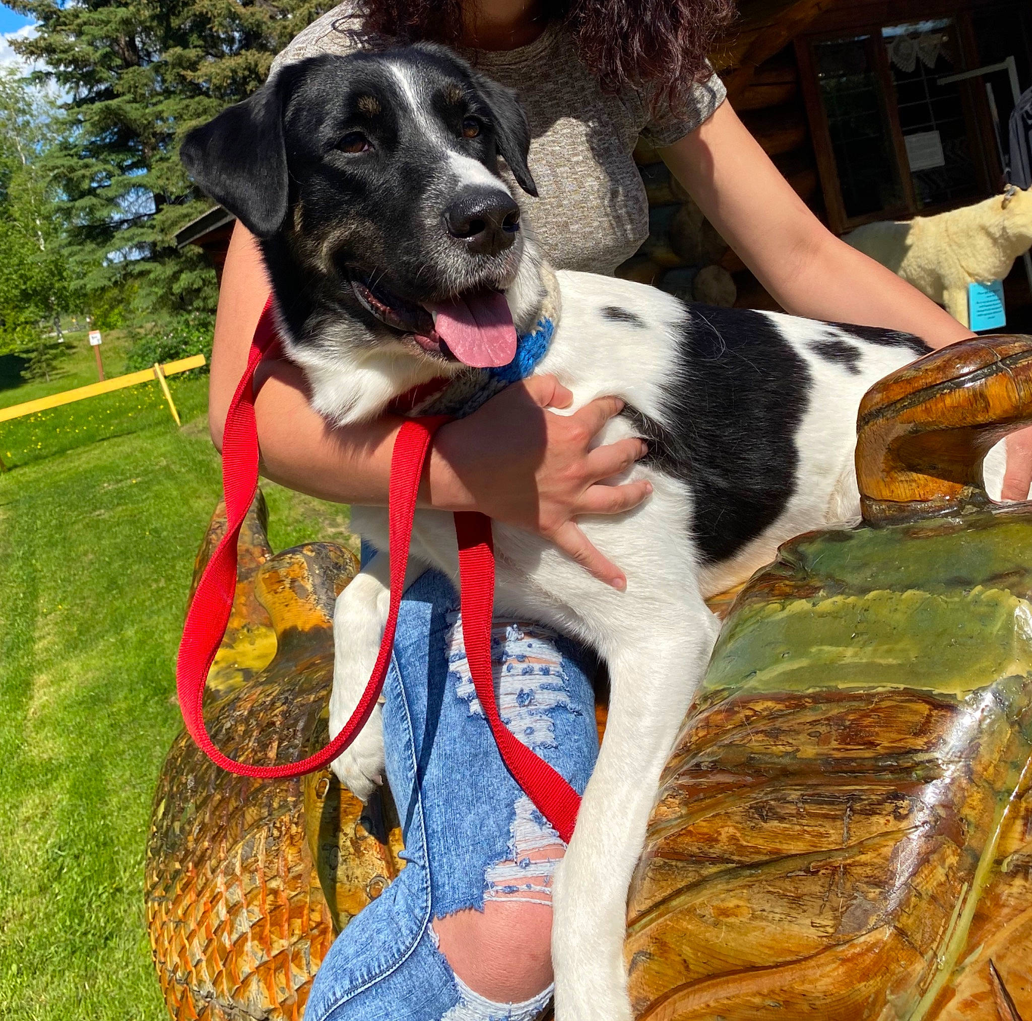 Kaisis is registered to the contest to win money with this photo: bluetick_coonhound, canidae, carnivore, dog, dog_breed, fawn, german_shorthaired_pointer, hunting_dog, mammal, pointer, sporting_group, treeing_walker_coonhound