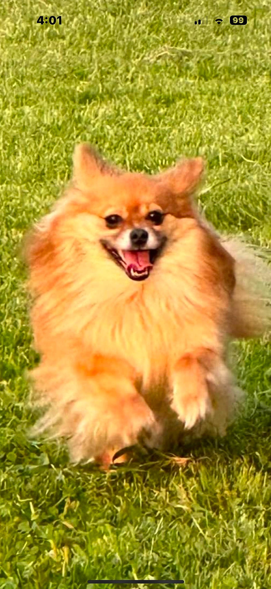 Miss Molly joined the competition — help win amazing prizes! canidae, carnivore, companion_dog, dog, dog_breed, event, fawn, fur, german_spitz, grass, jewellery, liver, plant, pomeranian, snout, spitz, sporting_group, terrestrial_animal, toy_dog, whiskers