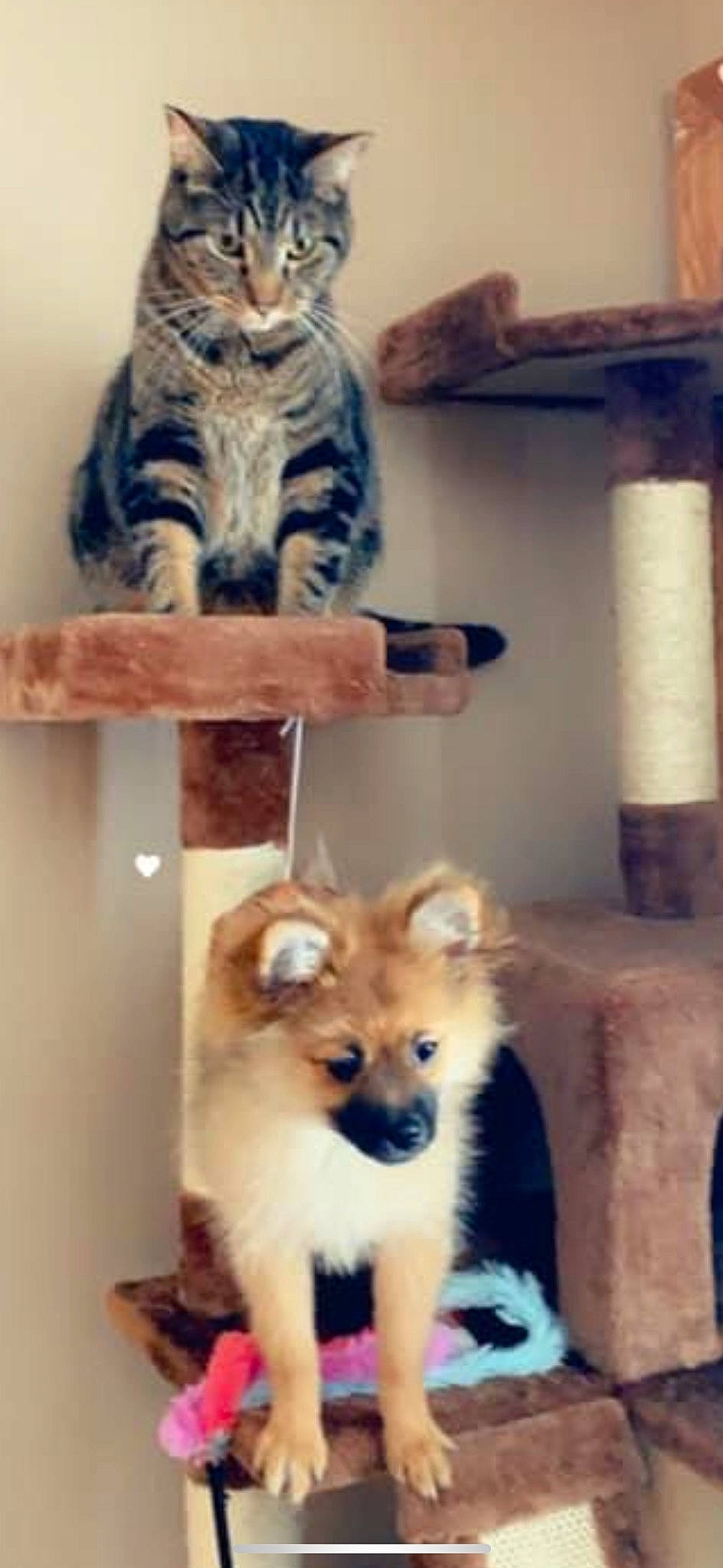 Miss Molly joined the competition — help win amazing prizes! carnivore, cat, cat_supply, companion_dog, corgi_chihuahua, dog, dog_breed, domestic_short_haired_cat, fawn, felidae, fur, german_spitz_klein, mammal, pet_supply, small_to_medium_sized_cats, spitz, tail, toy_dog, vertebrate, whiskers