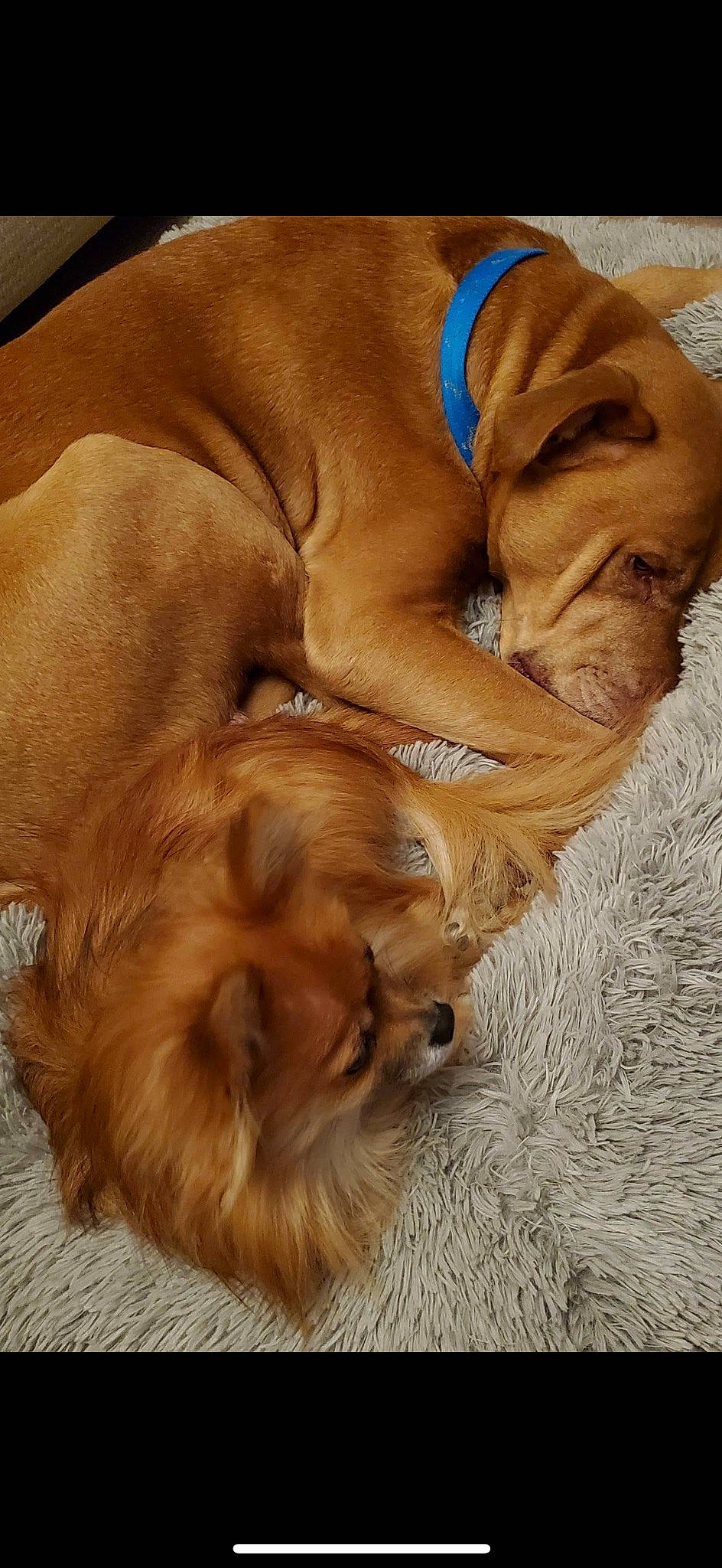 Miss Molly joined the competition — help win amazing prizes! canidae, carnivore, comfort, companion_dog, dog, dog_breed, dog_supply, fawn, fur, liver, paw, pet_supply, snout, sporting_group, tail, terrestrial_animal, whiskers, wood, working_animal, wrinkle