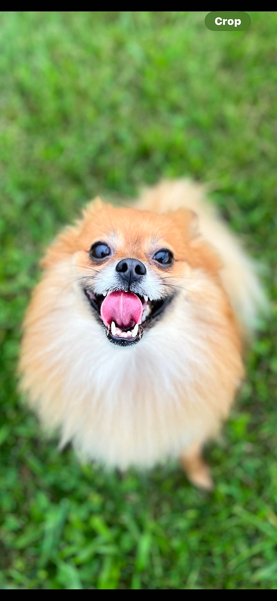 Miss Molly joined the competition — help win amazing prizes! canidae, carnivore, companion_dog, dog, dog_breed, fawn, fur, german_spitz, german_spitz_klein, grass, happy, plant, pomeranian, smile, snout, spitz, sporting_group, toy_dog, volpino_italiano, whiskers