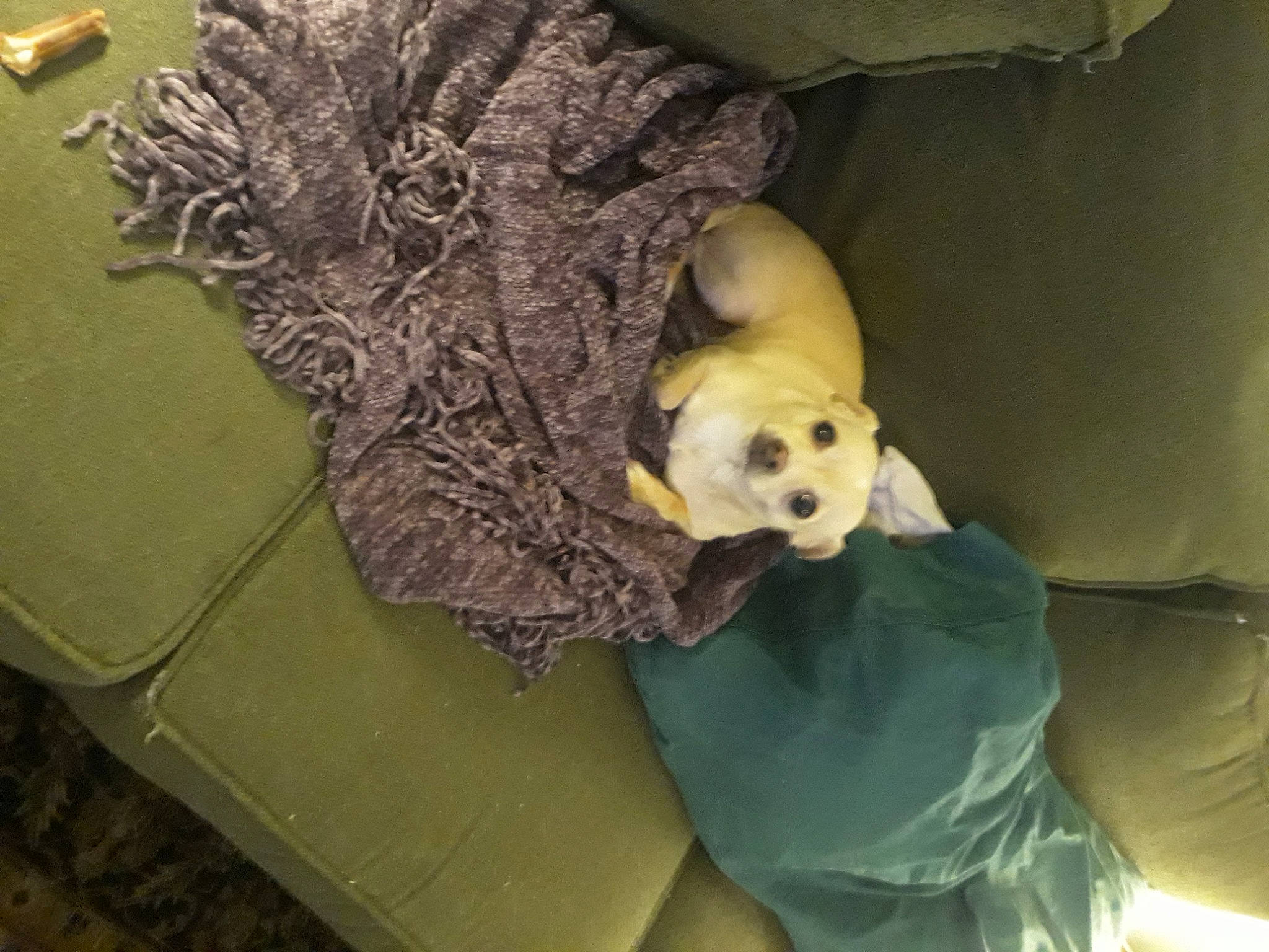 Bennie joined the competition — help win amazing prizes! ball, canidae, carnivore, companion_dog, dog, dog_breed, dog_supply, fawn, fur, non_sporting_group, pet_supply, plush, room, snout, sporting_group, stuffed_toy, tail, toy, toy_dog, working_animal