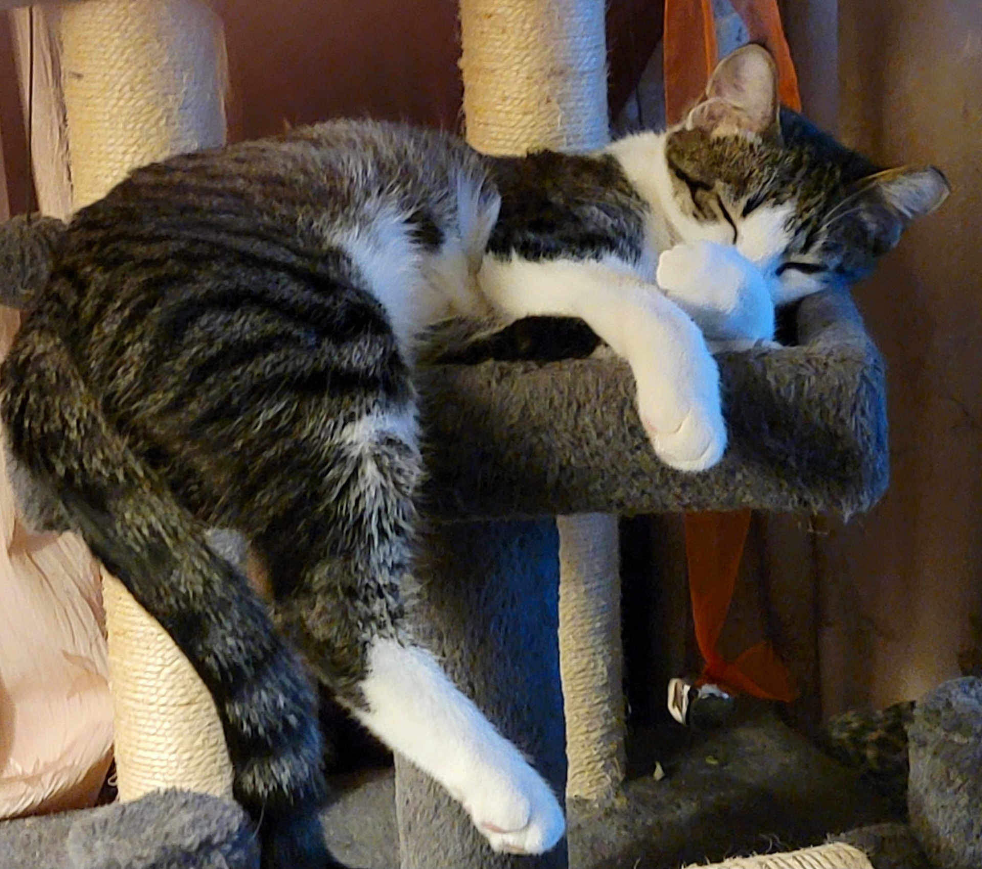 Olivia is registered to the contest to win money with this photo: cat, tabby, white_paw, sleeping, cat_tree, scratching_post, feline, pet, indoor, cozy, relaxed, paw, fur, claws, animal, resting, cute, whiskers, ears, home