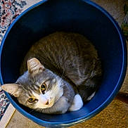 Angel is registered to the contest to win money with this photo: bucket, carpet, cat, cozy, curled_up, cute, domestic_animal, ears, feline, fur, gray_cat, household, indoor, looking_up, paws, pet, relaxed, rug, whiskers, white_cat