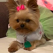 Rosie joined the competition — help win amazing prizes! dog, small_dog, yorkshire_terrier, bow, pet, cute, lying_down, white_shirt, green_tag, indoor, fur, ears, animal, collar, resting, close_up, adorable, companion, domestic_animal, pet_accessory