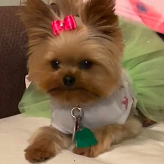 Rosie joined the competition — help win amazing prizes! adorable, animal, bow, close_up, collar, companion, cute, dog, domestic_animal, ears, fur, green_tag, indoor, lying_down, pet, pet_accessory, resting, small_dog, white_shirt, yorkshire_terrier