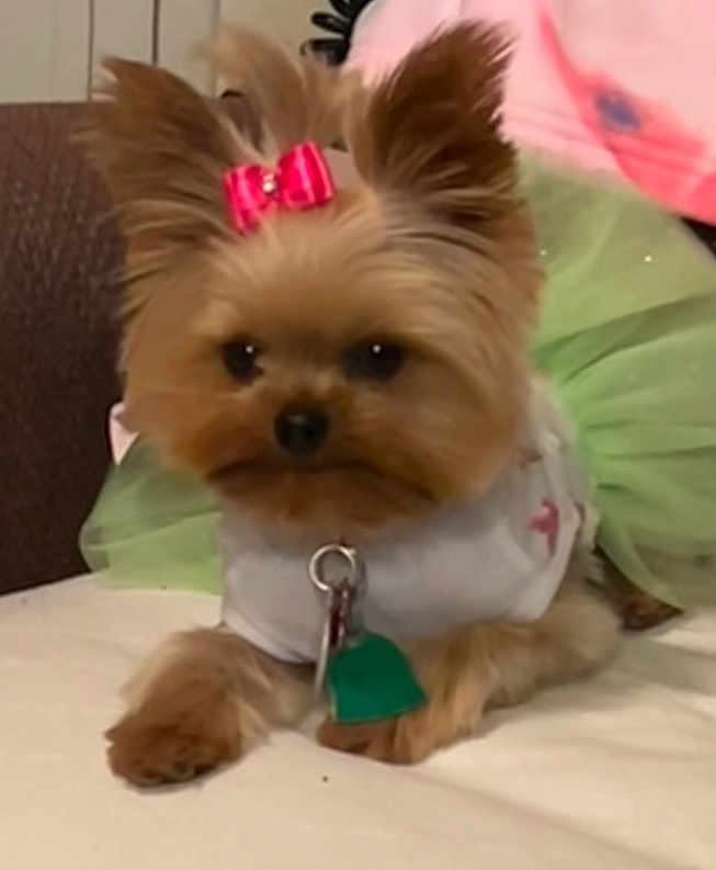 Rosie joined the competition — help win amazing prizes! dog, small_dog, yorkshire_terrier, bow, pet, cute, lying_down, white_shirt, green_tag, indoor, fur, ears, animal, collar, resting, close_up, adorable, companion, domestic_animal, pet_accessory