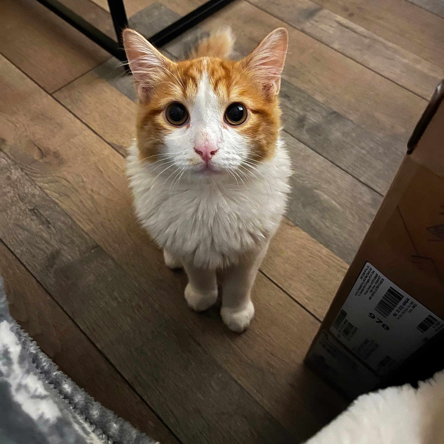 Texas participe au concours pour gagner de l'argent avec cette photo : abyssinian, angora, animal, box, cardboard, carton, cat, computer, electronics, hardwood, indoors, interiordesign, kitten, laptop, manx, pet, plywood, slate, stainedwood, wood