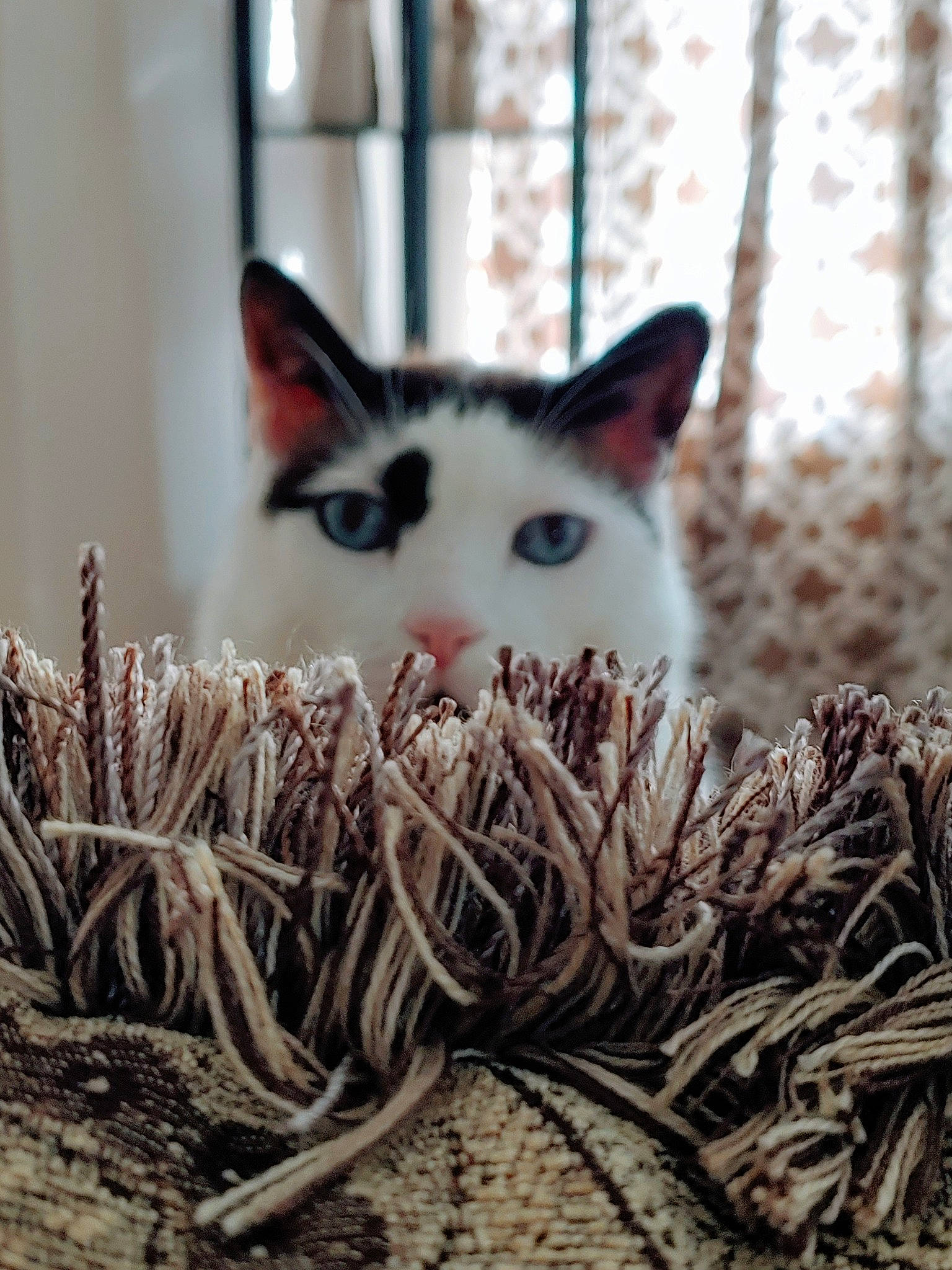 Nero is registered to the contest to win money with this photo: aegean_cat, asian, carnivore, cat, domestic_short_haired_cat, eye, felidae, fur, grass, kitten, plant, small_to_medium_sized_cats, whiskers