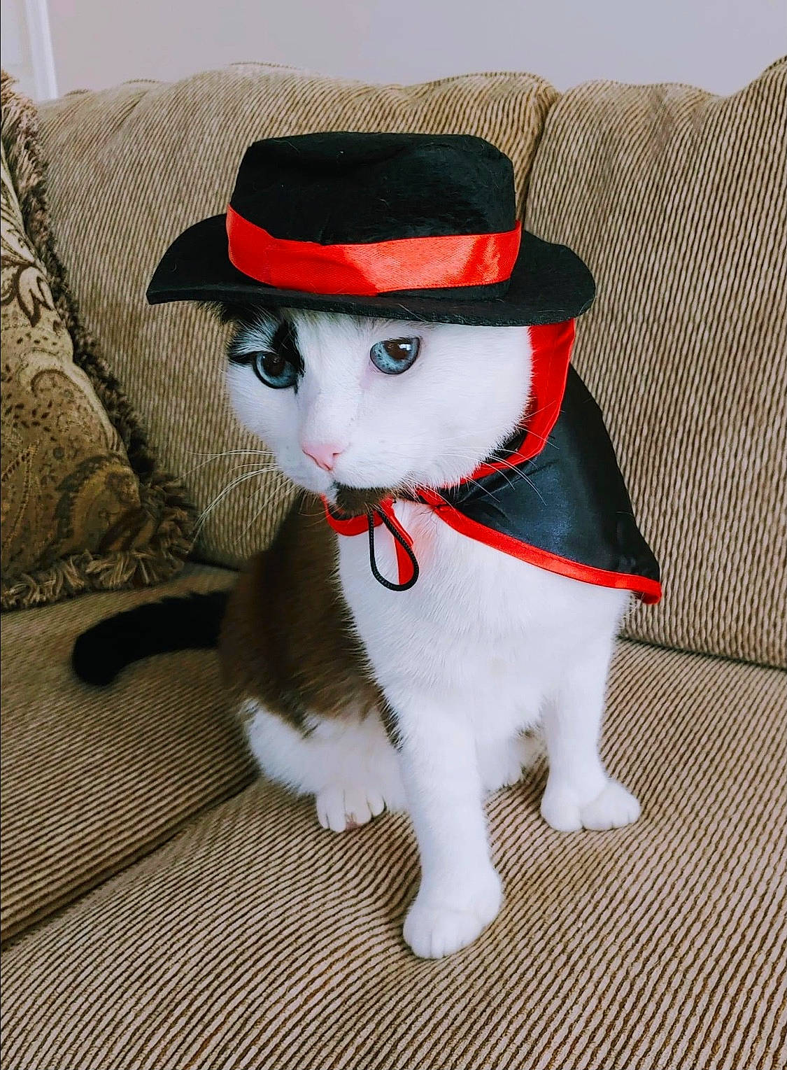 Nero joined the competition — help win amazing prizes! cap, carmine, christmas, christmas_ornament, costume_hat, doll, fashion_accessory, fedora, felidae, fictional_character, fur, hat, lawn_ornament, ornament, snout, sun_hat, tail, toy, whiskers, wig