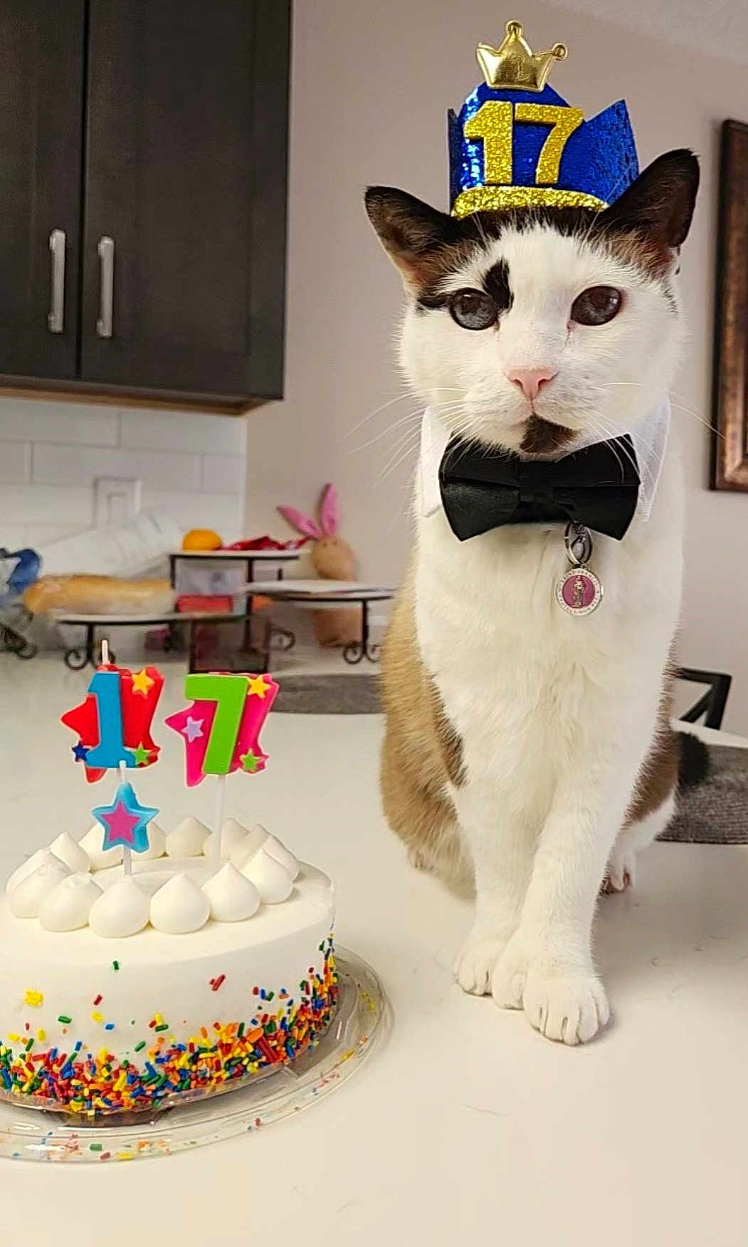 Nero joined the competition — help win amazing prizes! cat, birthday, cake, candles, crown, bow_tie, kitchen, counter, sprinkles, white, celebration, pet, animal, indoor, decor, festive, close_up, party, table, colorful