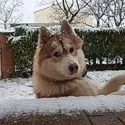 Jumper participe au concours pour gagner de l'argent avec cette photo : animal, background, brick, canine, cold, curious, cute, dog, fluffy, fur, garden, hedge, husky, leafless_trees, nature, outdoor, pet, snow, snowfall, winter