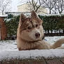 animal, background, brick, canine, cold, curious, cute, dog, fluffy, fur, garden, hedge, husky, leafless_trees, nature, outdoor, pet, snow, snowfall, winter