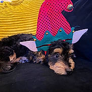 Chole joined the competition — help win amazing prizes! adorable, animal, black_couch, costume, cute, decorative, dog, domestic_pet, elf_hat, fur, furry, headgear, indoors, laying_down, pet, relaxed, resting, small_dog, whimsical, yellow_pillow