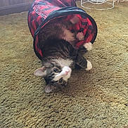 Dino is registered to the contest to win money with this photo: cat, playful, tunnel_toy, carpet, indoor, pet, feline, paws, fur, curious, red, black, checkered, wire_basket, background, floor, household, animal, cute, relaxed