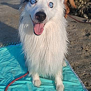 Unix participe au concours pour gagner de l'argent avec cette photo : dog, white_dog, blue_eyes, fluffy, towel, beach, sand, rocky_background, happy, tongue_out, pet, canine, outdoor, sunlight, leash, animal, nature, playful, companion, summer