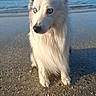 Unix participe au concours pour gagner de l'argent avec cette photo : dog, beach, sand, sea, water, animal, canine, outdoor, nature, blue_sky, pet, fur, ears, eyes, snout, wet, daylight, calm, shore, curious