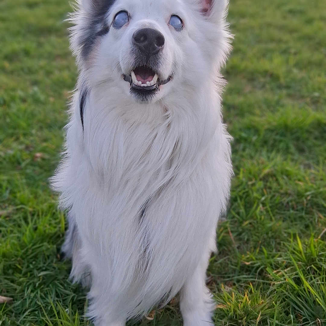 Unix a rejoint le concours — aidez-le/la à gagner de superbes lots ! dog, white_dog, fluffy, grass, field, outdoor, pet, canine, happy, sunset, nature, animal, fur, sitting, looking_up, ears, snout, tongue, eyes, playful