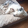 Unix participe au concours pour gagner de l'argent avec cette photo : dog, sleeping, bed, stuffed_toy, toy, cozy, indoor, wooden_floor, resting, fluffy, white, black_spots, cute, nap, pet, animal, comfort, peaceful, soft, furniture