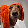 dog, towel, orange, bathroom, tiles, wet, pet, animal, looking_up, fur, cute, indoors, portrait, canine, muzzle, ears, floor, closeup, expression, domestic