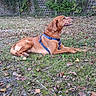 dog, brown_dog, lying_down, blue_harness, grass, leaves, outdoor, nature, trees, fence, pet, canine, animal, side_view, fall, ground, resting, alert, daylight, park