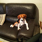 Maya a rejoint le concours — aidez-le/la à gagner de superbes lots ! dog, beagle, puppy, couch, leather, brown, indoor, floor, tile, pillow, patterned_pillow, pet, animal, resting, furniture, living_room, cute, small_dog, relaxed, canine