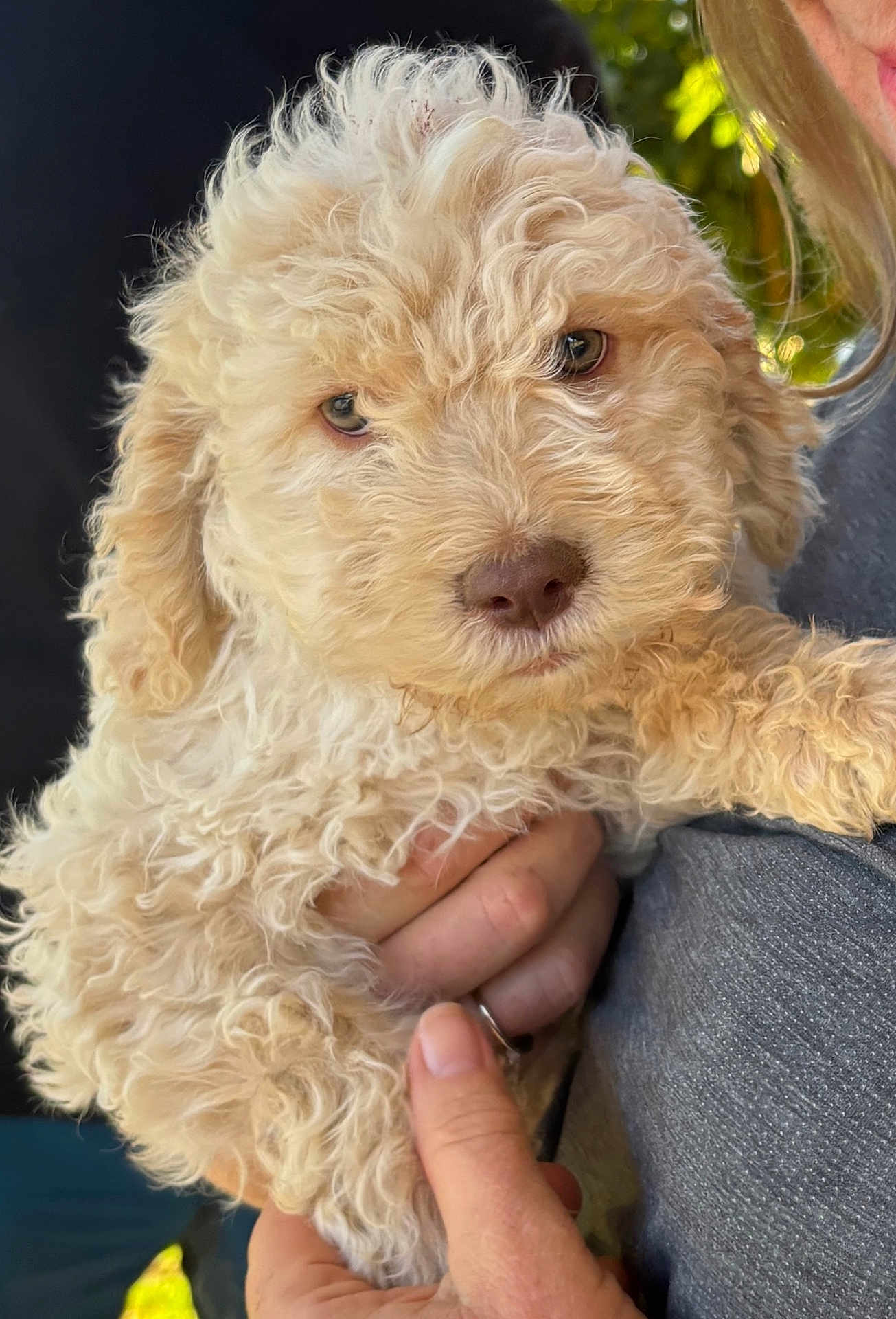 Api participe au concours pour gagner de l'argent avec cette photo : puppy, dog, curly_fur, pet, cute, animal, canine, fluffy, person, hand, holding, portrait, close_up, outdoor, gray_shirt, fur, face, eyes, nature, blurry_background