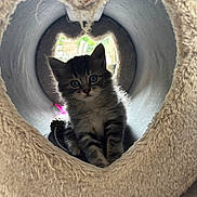 Misty a rejoint le concours — aidez-le/la à gagner de superbes lots ! kitten, cat, pet, animal, cute, furry, playful, indoor, tunnel, heart_shape, curious, small, fluffy, young, toy, soft, cozy, adorable, portrait, feline