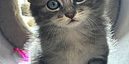Misty a rejoint le concours — aidez-le/la à gagner de superbes lots ! kitten, cat, feline, fur, blue_eyes, cute, pet, animal, whiskers, indoor, tunnel, soft_light, young, small, adorable, curious, sitting, close_up, gray, fluffy
