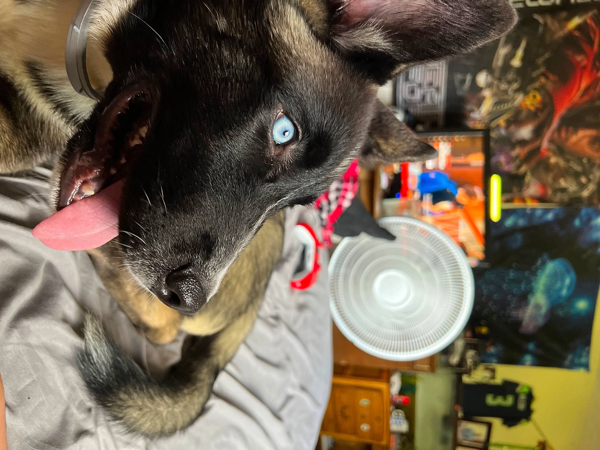 Max is registered to the contest to win money with this photo: canidae, carnivore, collar, companion_dog, dog, dog_breed, dog_collar, dog_supply, ear, fawn, fur, non_sporting_group, paw, pet_supply, snout, sporting_group, toy_dog, whiskers, working_animal, working_dog