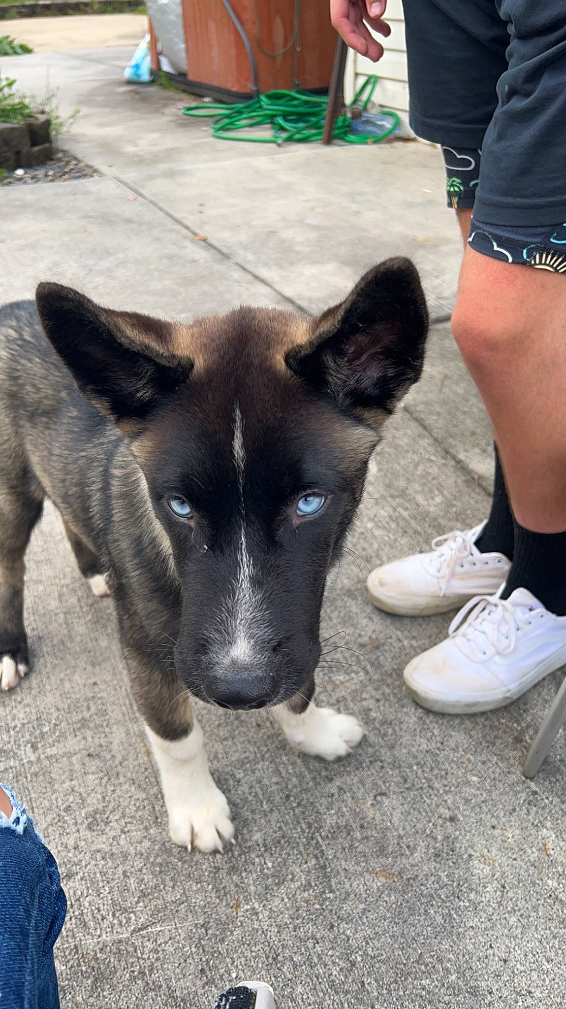 Max is registered to the contest to win money with this photo: calf, canidae, carnivore, companion_dog, dog, dog_breed, fawn, foot, grass, green, human_leg, jaw, non_sporting_group, plant, snout, sporting_group, terrestrial_animal, thigh, working_animal, working_dog