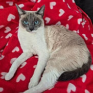Alaska Lima a rejoint le concours — aidez-le/la à gagner de superbes lots ! cat, siamese_cat, blue_eyes, feline, pet, animal, resting, red_blanket, heart_pattern, cozy, indoor, fur, whiskers, cute, domestic_cat, laying_down, relaxed, soft_texture, close_up, portrait